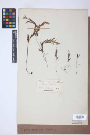 Asplenium praemorsum