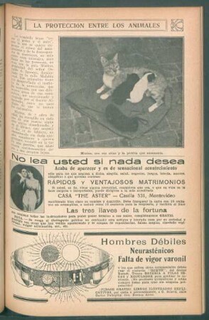 La protección entre los animales