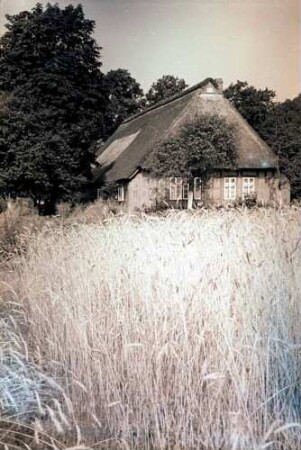 Worpswede: Bauernhaus, Vordergrund Kornfeld bei Worpswede