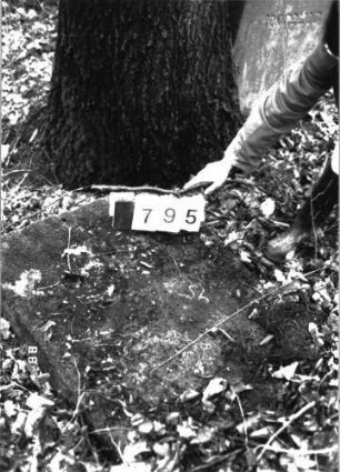 Grabstein 795