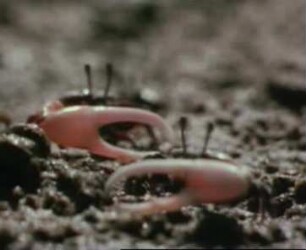 Uca annulipes (Ocypodidae) - Fressen, Kämpfen, Winken, Höhlenbau (Freilandaufnahmen)
