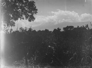 Landschaft mit Kibo : Blick über eine bewaldete Ebene auf den Kibo, der von Wolken verhangen ist
