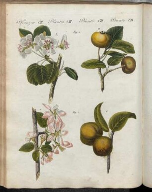 No. 82.Pflanzen CII. Wilde Obst-Arten.