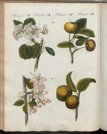 No. 82.Pflanzen CII. Wilde Obst-Arten.