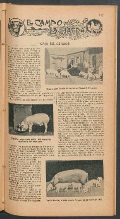 Cria de cerdos : El campo y la chacra