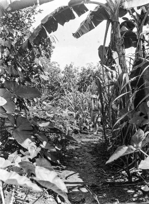 Pflanzungen bei Malabo : Blick auf Taro-, Zuckerrohr- und Kakaopflanzungen auf einer Plantage bei Malabo.