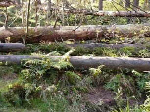im Nationalpark Hochharz am Brocken