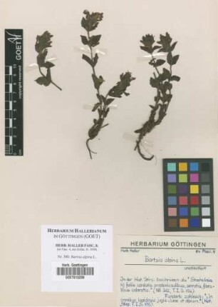 Bartsia alpina L.