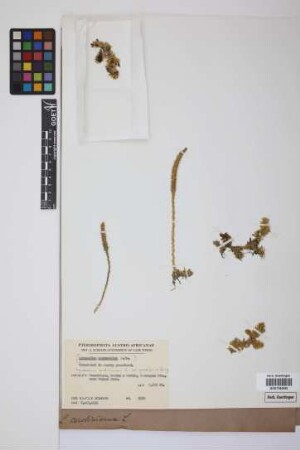 Pseudolycopodiella serpentina (Kze.) Holub