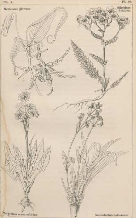 Vol. 2, Pl. 16