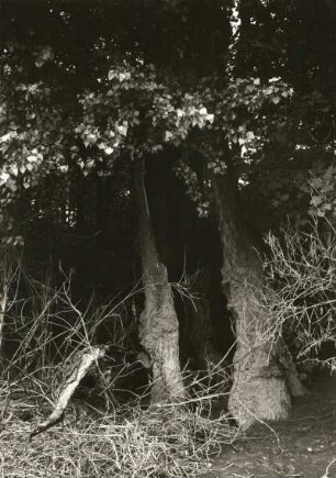 Pillnitzer Elbinsel. Vegetation