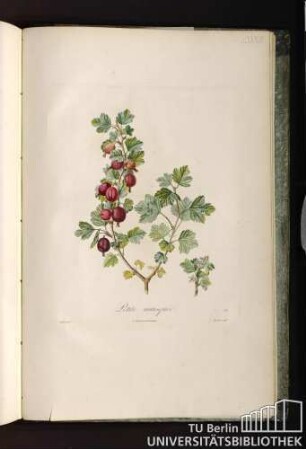 Pl. LXXXIII. Petite musquée.