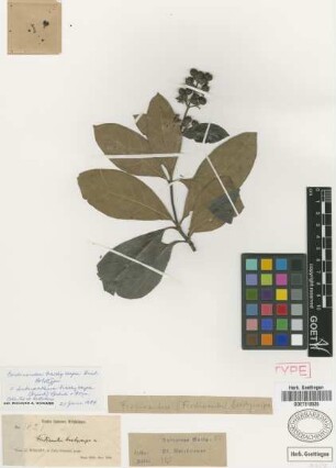 Ferdinandea brachycarpa Griseb.