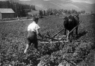 Vielfachgerät für Kartoffelpflege