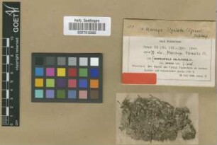 Merceya sulfatarae M.Fleisch. var. M.Fleisch. ex P.C.Chen thermalis[type]