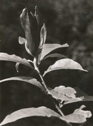 Deutschland. Magnolie (Magnolia). Blüte