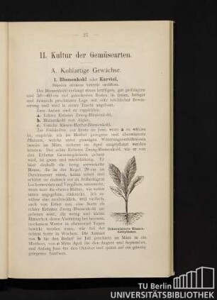 II. Kultur der Gemüsearten.