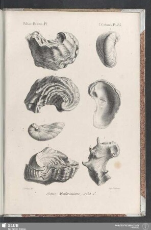 Pl. 485