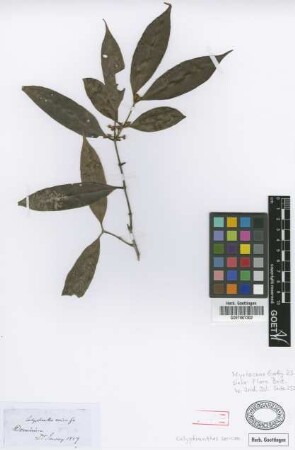 Calyptranthes sericea Griseb.