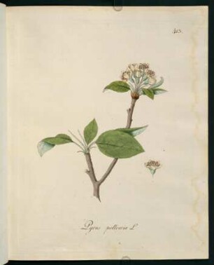 Pyrus pollveria L.
