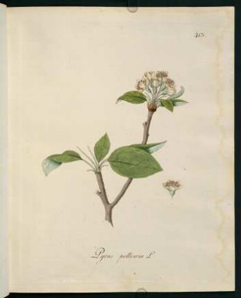 Pyrus pollveria L.