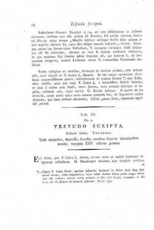 Tab. III. Fig. 2. Testudo Scripta.