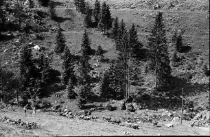 Tannen und weidende Kühe bei Stohren
