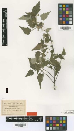 Gaya violavea Rose [type]