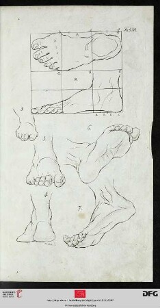 Taf. VI Der Fuß [(Proportionen; div. Ansichten u. Altersstufen)]