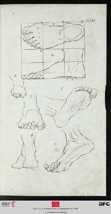 Taf. VI Der Fuß [(Proportionen; div. Ansichten u. Altersstufen)]