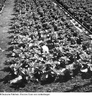 Gärtnerische Produktionsgenossenschaft (GPG) Floradreß (Gewächshäuser und Freilandbeete)