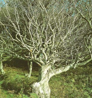 Ahrenshoop. Blattloser Baum