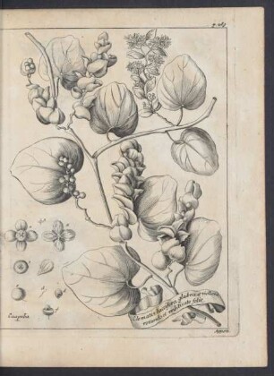 Zu p. 269