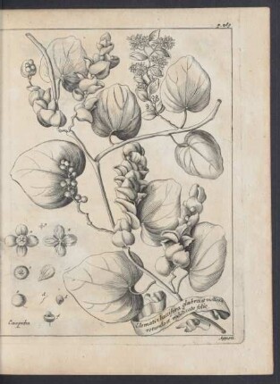 Zu p. 269