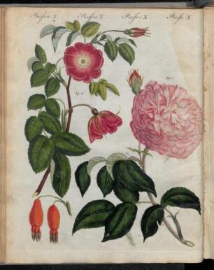 No. 15. Rosen. X. Rosen-Arten.