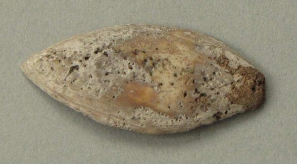 Shell ornament