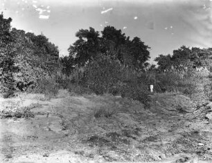 Anhöhe mit Stufenvegetation : Blick auf einen Mann auf einer Anhöhe vor stufenartiger Vegetation