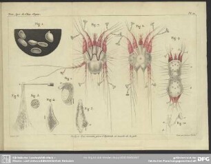 Analyse d'un nouveau genre d'Hydatide et insecte de la gale