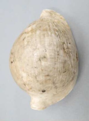 Schneckengehäuse (ovula ovum)