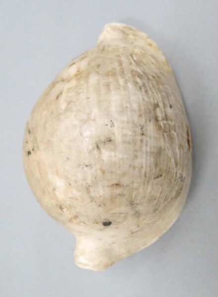 Snail shell (ovula ovum)