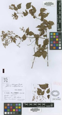 Serjania hebecarpa Benth. fo. amblycephala Radlk.[holotype]