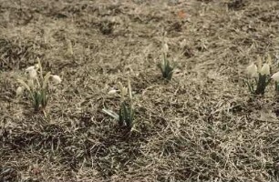 Erzgebirge. Vorfrühling, Schneeglöckchen auf einer Wiese