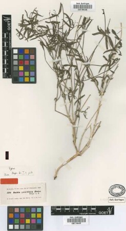 Rubia pauciflora Boiss. [type]