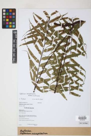 Asplenium micropaleatum