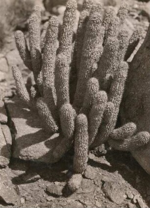 Südwestafrika (Namibia). Sukkulenten in der Wüste Namib. Hoodia (Syn.: Trichocaulon N.E.Br.)