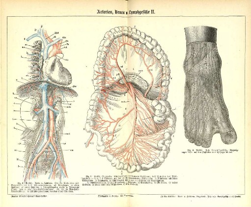 Arterien, Venen u. Lymphgefäße II.
