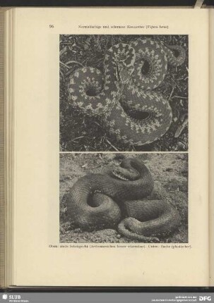 Schwarze Kreuzotter (Vipera berus)