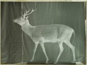 Cervus nippon Temminck, 1838