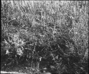 Unter die Dornen Mt. 13,7 [Gleichnis vom Sämann]