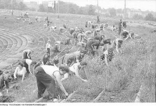 Dresden, Heinz-Steyer-Stadion. Nationales Aufbauwerk Freiwillige Arbeitseinsätze im Stadion, 1952 & Freiwillige Arbeitseinsätze, Juni 1952